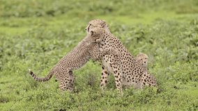 Slow Motion Cheetah Cubs Playing with Mother, Cute Playful Baby Cheetahs in Serengeti Tanzania in Africa, Serengeti National Park African Wildlife on Safari Animals Game, Rough and Tumble - Powered by Shutterstock - Get 15% off with code: PIKWIZARD15