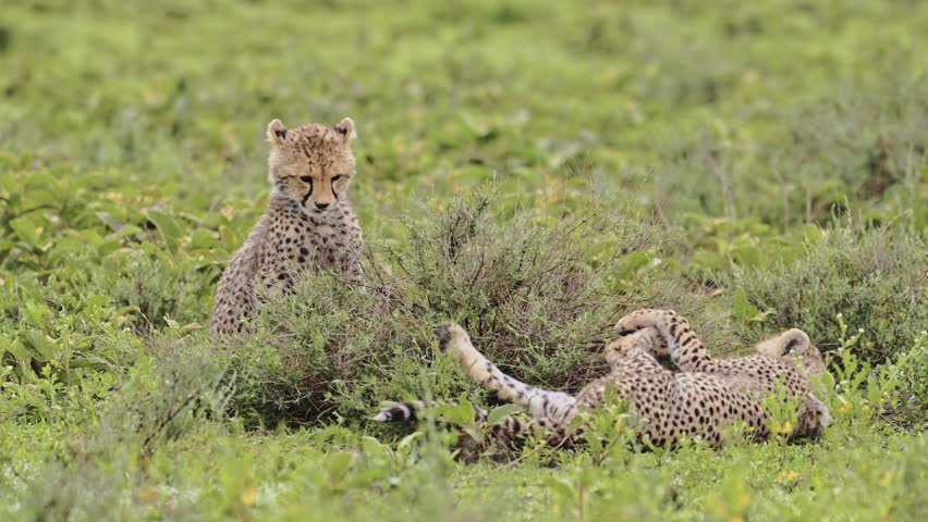 Cheetah Cubs Playing in Tanzania in Africa, Playful Cute Cheetahs and Baby Animals in Serengeti National Park on African Wildlife Safari Animals Game Drive with Rough and Tumble