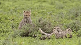 Cheetah Cubs Playing in Tanzania in Africa, Playful Cute Cheetahs and Baby Animals in Serengeti National Park on African Wildlife Safari Animals Game Drive with Rough and Tumble - Powered by Shutterstock - Get 15% off with code: PIKWIZARD15