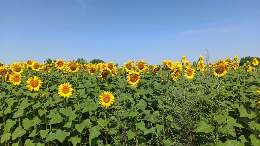 Field of sunflowers  in summer, horizontal video 