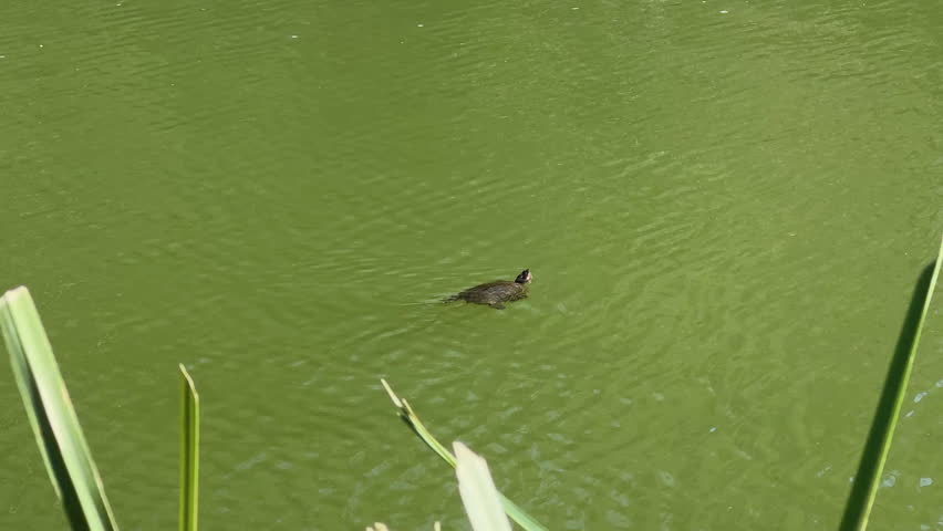 Small turtle swims calmly on green pond surrounded by aquatic plants. Tortoise glides smoothly across water surface. Peaceful wildlife in natural habitat. Tranquility and nature beauty.
