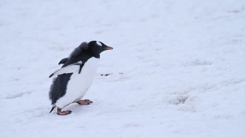 Cute Young Baby Penguin Chick Walking in Snow on Antarctica Wildlife and Animal Vacation on Antarctic Peninsula, Close Up Portrait of Gentoo Penguins Babies in the Winter in a Snowy Icy Colony