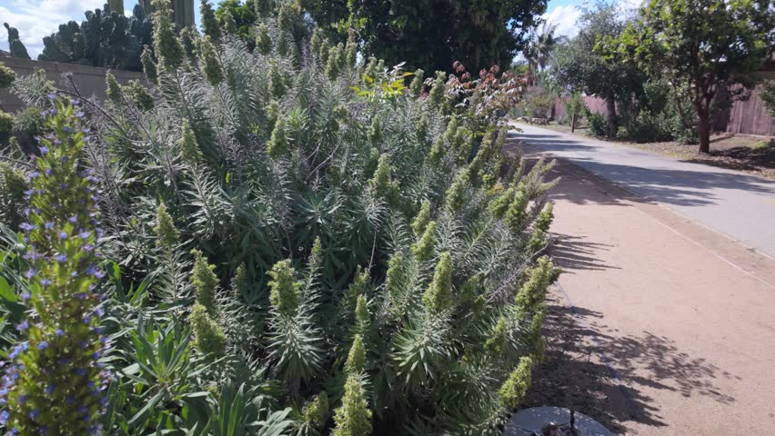 Plants in a Suburban Neighborhood