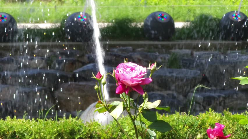 Rose and fountain landscape 장미와 분수대의 풍경 玫瑰和噴泉景觀