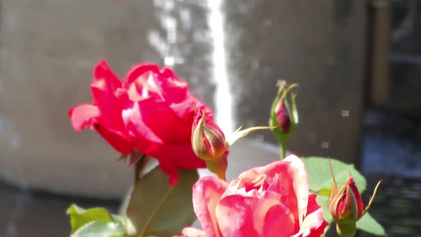 Rose and fountain landscape 장미와 분수대의 풍경 玫瑰和噴泉景觀