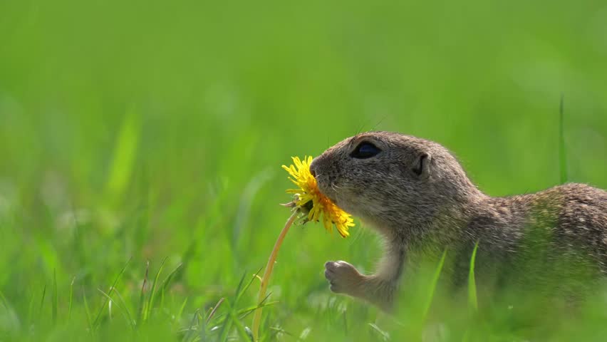 A ground squirrel holds and sniffs a bright yellow dandelion in a lush green meadow. The close-up nature of the photo captures a charming and peaceful moment in the wild.