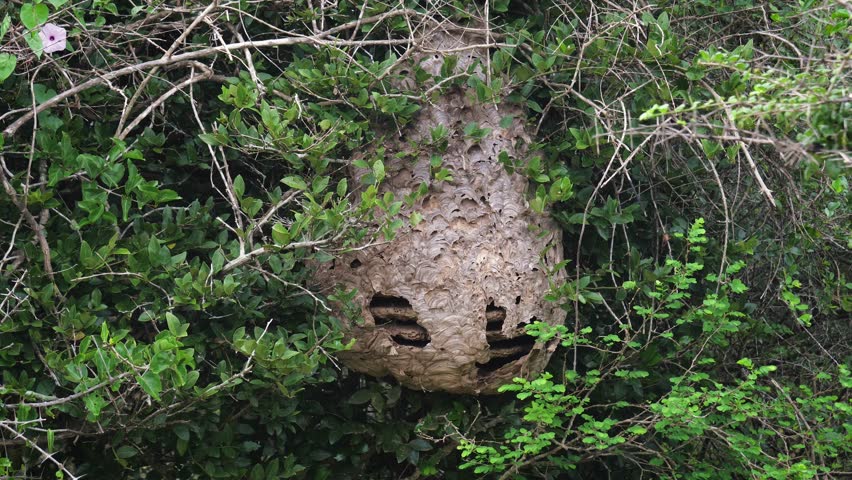 Weathered, huge wasp nest hanging amid lush green foliage, revealing intricate architectural details of wild insect habitat during bright daylight. Big nest of wild bees. Tropical forest in jungle