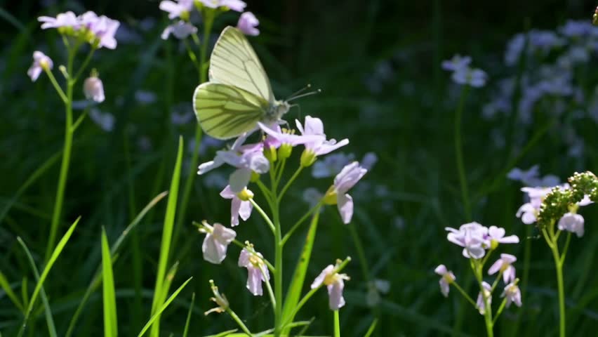 Green-Veined White butterfly (Pieris napi) backlit against a dark background feeding on flowers before flying away. April, Kent, UK [Slow motion x10]
