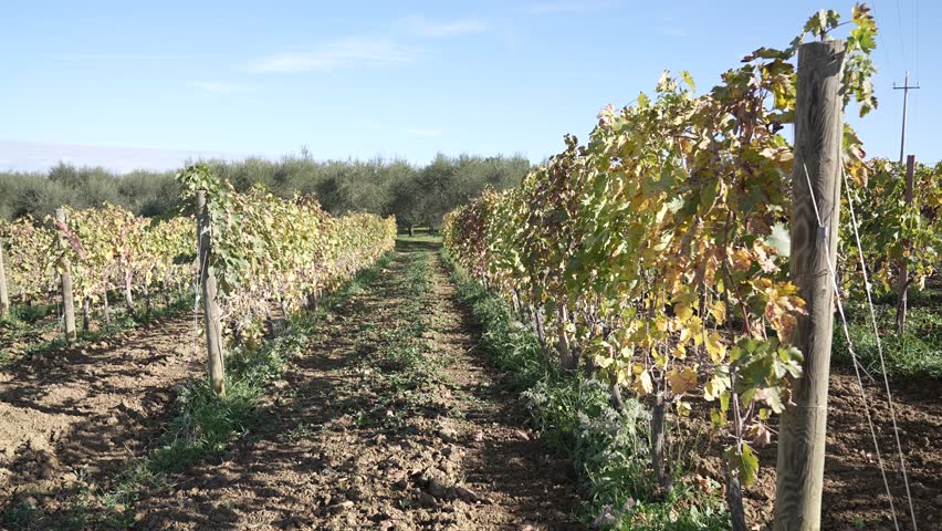 A smooth right-to-left panning shot filmed among rows of grapevines in a vineyard, set in a peaceful rural area with scenic hills in the distance. The video captures the beauty of agriculture and natu