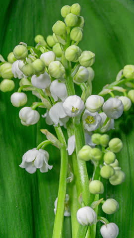 Time lapse Shot of the White Lily of the Valley Flowers in Vase on a Green Leaf Background