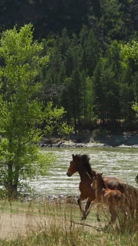 Herd of pretty horses with cubs runs along mountain river bank slow motion. Active animals in wild nature. Environment and ecosystem beauty