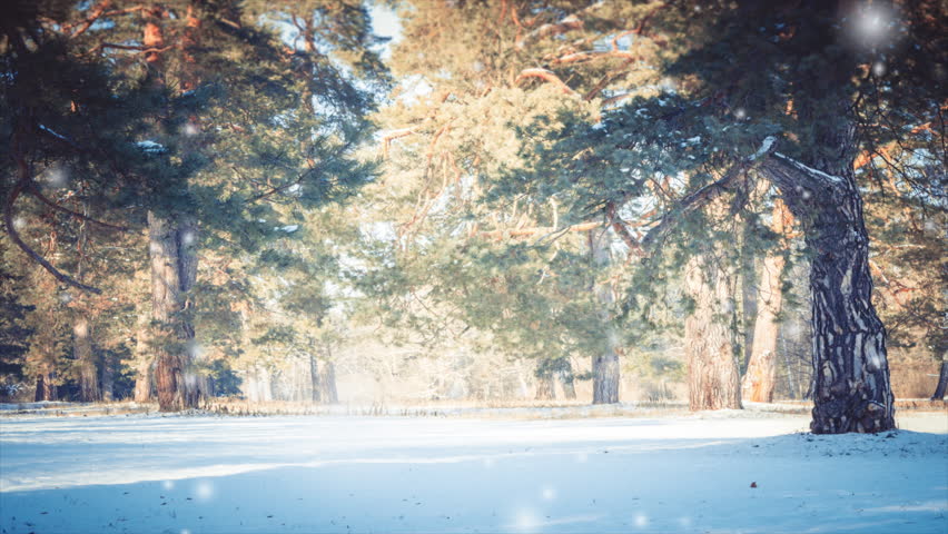 Large pine trees in forest in winter on sunny day. Falling snow snowflakes. Loop seamless animation text background. Motion animated looping backdrop