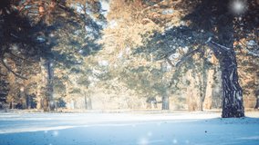 Large pine trees in forest in winter on sunny day. Falling snow snowflakes. Loop seamless animation text background. Motion animated looping backdrop - Powered by Shutterstock - Get 15% off with code: PIKWIZARD15