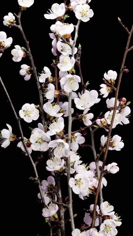 Apricot Flower on a Spring Tree Branch Blossoming in Time Lapse on a Black Background. Spring Flowers Opening in Timelapse. Blooming Backdrop