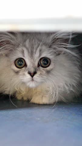 An Adorable and Fluffy Kitten is Playfully Hiding Underneath the Furniture in the Room