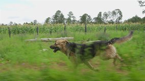 German Shepherd dog pet running along the side of the road in countryside sunny spring day outdoors freedom concept enjoying nature - Powered by Shutterstock - Get 15% off with code: PIKWIZARD15