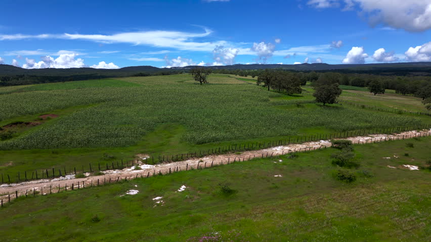 A rural field of corn crops with a dirt road between trees, plantation, and food crops