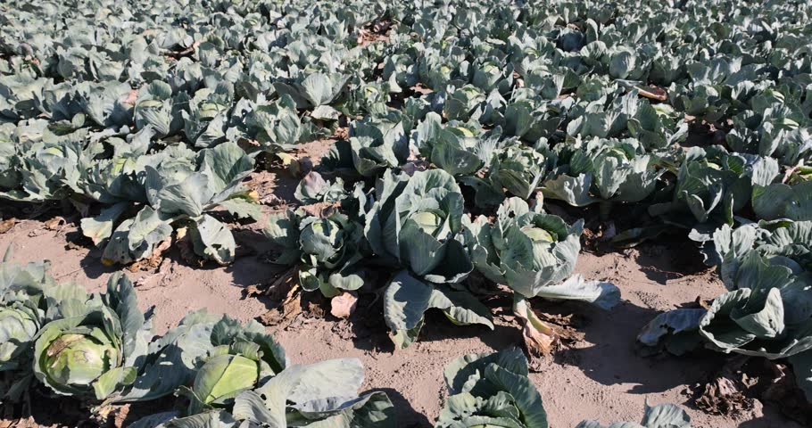a monocultural field with green cabbage in September, a ripening cabbage crop, part of which was damaged by insect caterpillars
