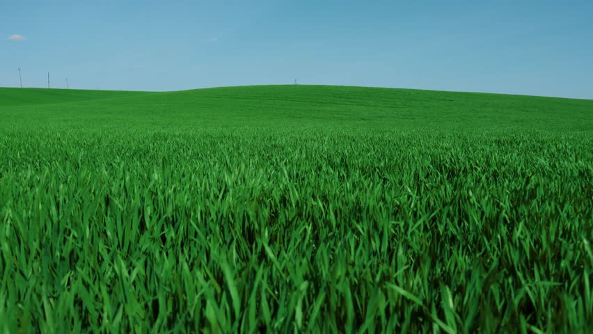 A Beautiful, Vibrant Green Grassy Field Spreads Out Beneath a Clear and Blue Sky