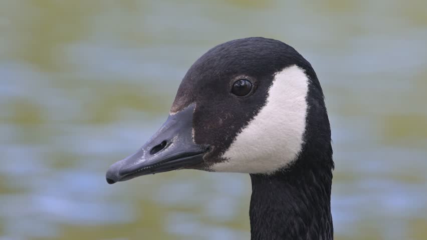 Canada Goose (Branta canadensis) adult head in closeup. April, Kent, UK [Half speed]