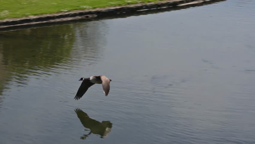 Canada Goose (Branta canadensis) adult flying over water and landing under the arch of a moat. May, Kent, UK [Slow motion x5]