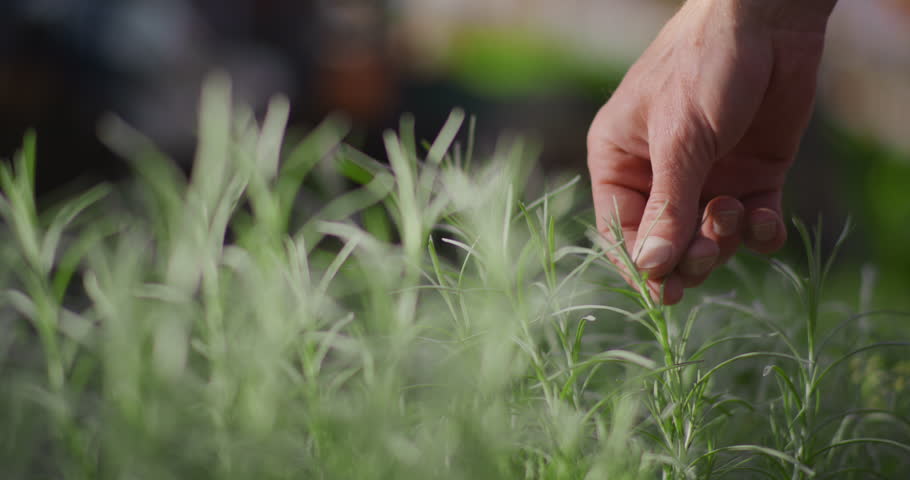 A farmer examines fresh magic herbs in a greenhouse environment, cultivating aromatic plants.