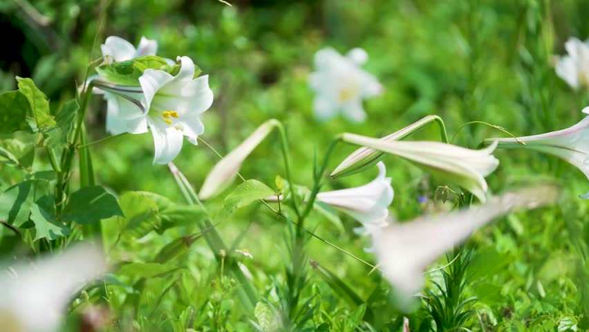 Taiwan lily is beautyful in taipei
