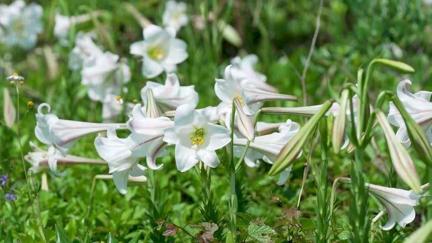 Taiwan lily is beautyful in taipei