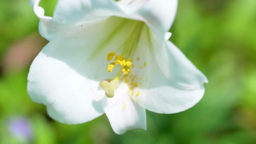 Taiwan lily is beautyful in taipei