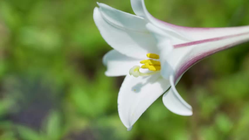 
Taiwan lily is beautyful in taipei