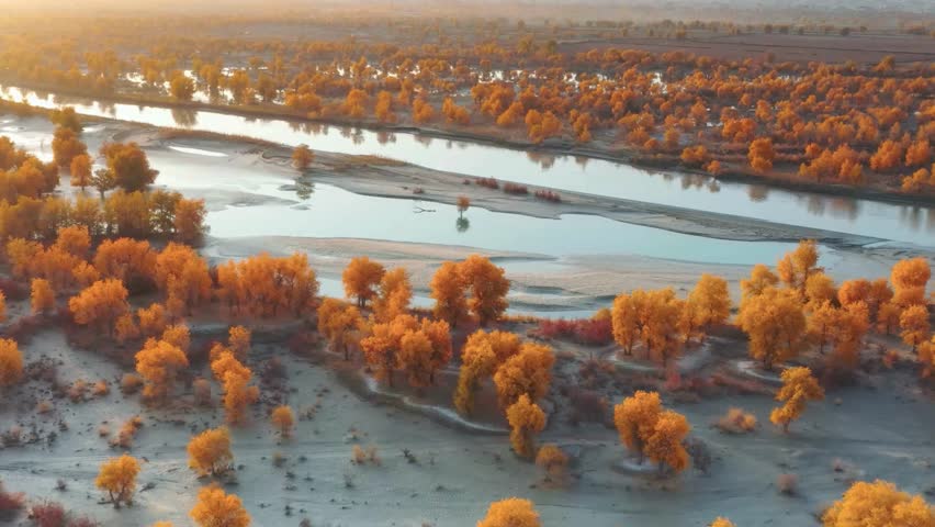 Aerial View of Autumnal River Landscape with Golden Poplar Trees