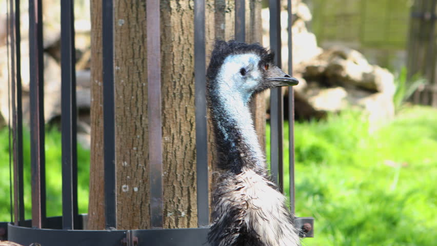 Emu Bird At Battersea Park Children