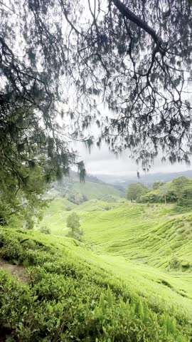 Tea Plantation Landscape Framed by Tree Branches – Cameron Highlands, Malaysia