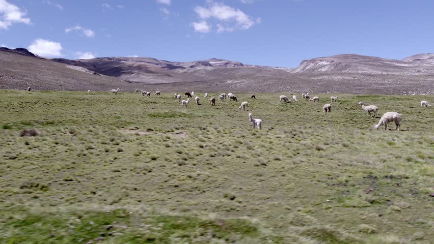 Aerial left-to-right drone shot over the Andean highlands of Arequipa, showing alpacas peacefully grazing.