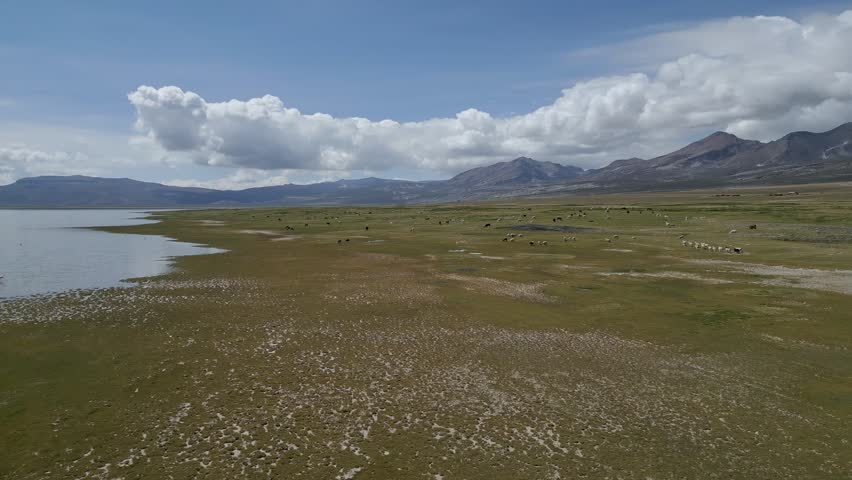 Drone footage showcasing the Aguada Blanca salt flats, with local wildlife such as llamas, vicuñas, and alpacas grazing, set against the stunning backdrop of the Andes mountains.