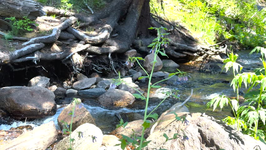 Columbine Sway in front of Rushing Water In Rocky Mountain National Park
