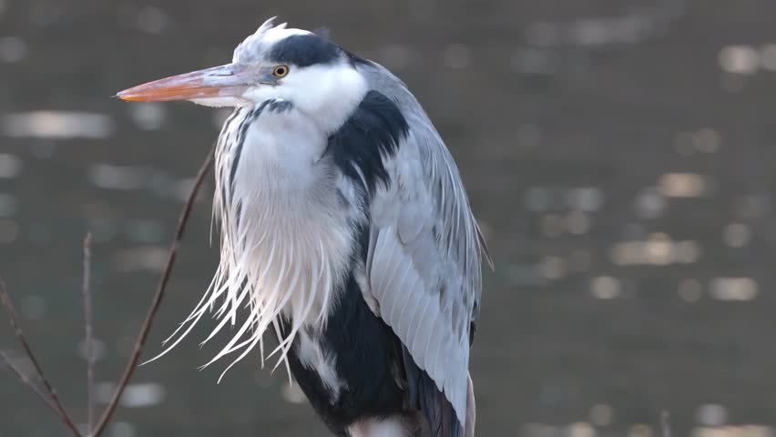 A detailed view of a heron standing still, with its feathers ruffled against a shimmering water backdrop.