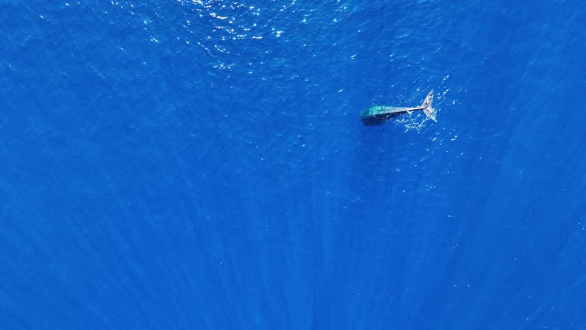 Aerial view of a sperm whale partially submerged, showing its tail and back clearly visible under the transparent blue water off Mauritius