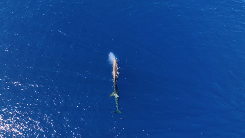 Drone-captured image of a sperm whale surfacing and exhaling mist in the deep blue waters off the coast of Mauritius