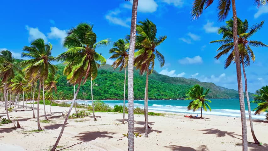 Coconut palms on the wild sandy beach of Rincon, Samana Island, Dominican Republic. Relaxed lifestyle on white sand background, summer travel concept. Beach and beautiful bay of the Atlantic Ocean.