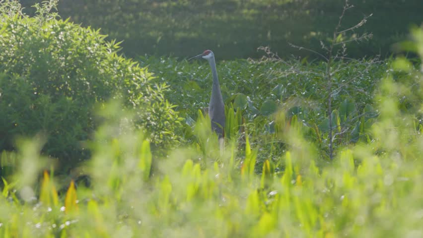 A sandhill crane walks slowly through dense green wetland grass, partially obscured by soft foliage