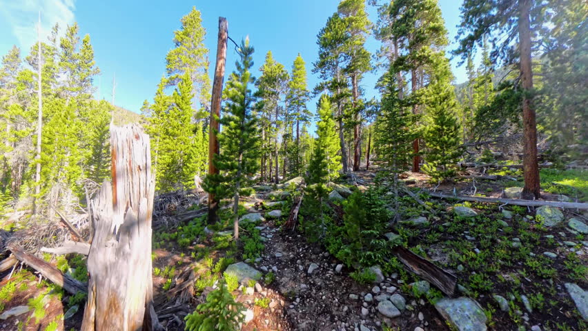 Hiking up Rocky Trail through Forest to Lawn Lake In Rocky Mountain National Park