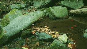Beautiful red leaves floating on water. Waterfalls of Himachal Pradesh. - Powered by Shutterstock - Get 15% off with code: PIKWIZARD15