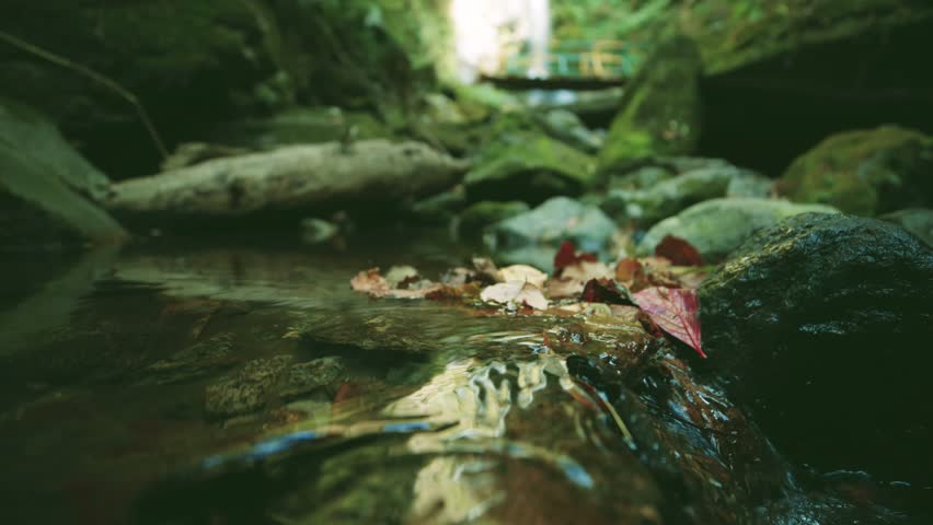 Close up of dry leaves falling on flowing water stream. 