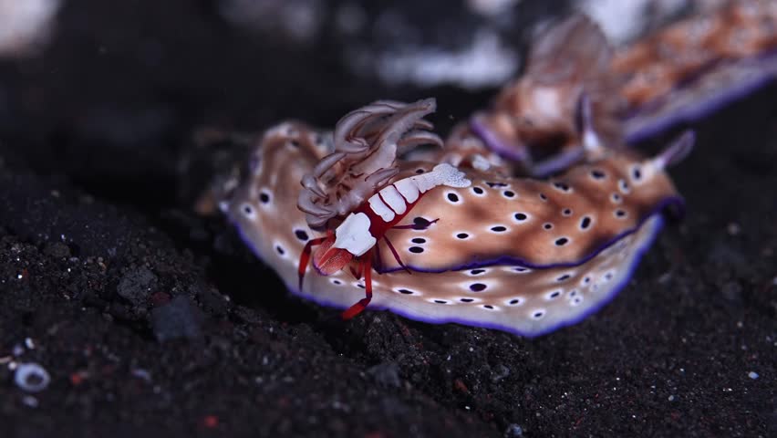 Underwater Symbiosis, Hypselodoris Tyoni Nudibranch Sea Slug with emperor Shrimp crawling on the sand