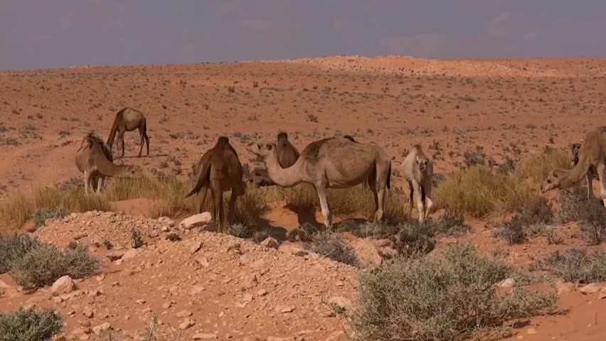 Aerial Footage Flying over the beautiful Jordan Desert Wadi Rum Wadi Rum also known as The Valley of the Moon in addition to Petra ancient city in southern  Jordan, has been home to many blockbusters 