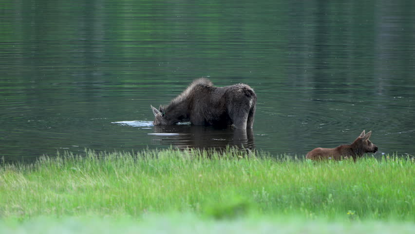 Mother and Calf Moose Graze in Sheep Lakes In Rocky Mountain National Park