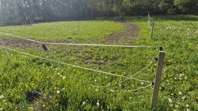 The energy generators include a reduced output terminal, which allows smaller animals or young animals to receive a half-strength impulse. The generators are safe for their surroundings, they harm - Powered by Shutterstock - Get 15% off with code: PIKWIZARD15