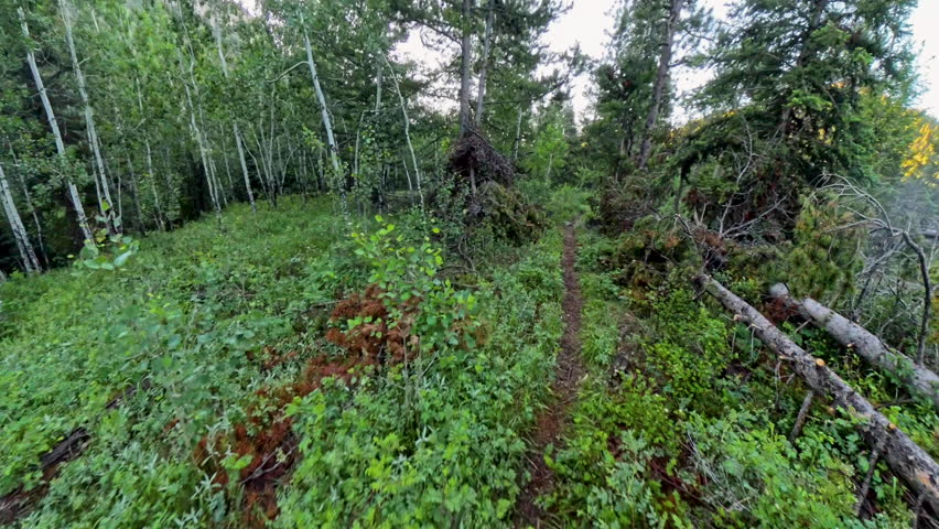 Narrow Trail Through Rockies Forest In Rocky Mountain National Park