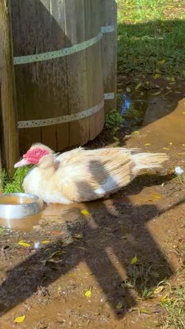 A duck leisurely drinks from a bowl in a sunny farmyard, casting shadows on the muddy ground